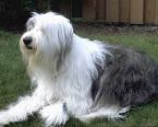 mon chien